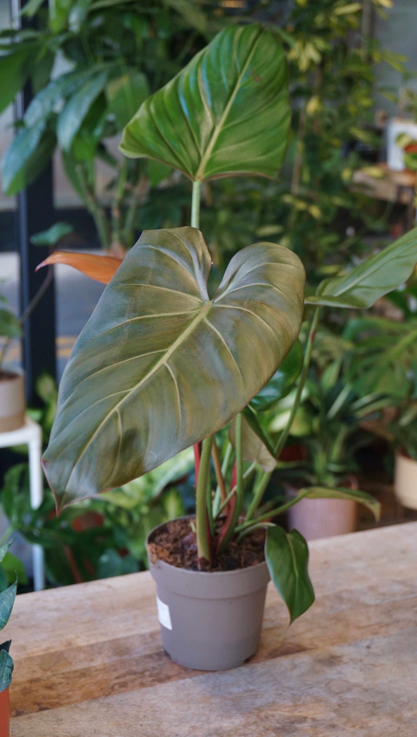 philodendron gloriosum summer glory Philodendron Summer Glory – Studio Plantes