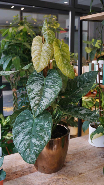 Philodendron Brandtianum Wild Form studio plantes rares jungle jardinerie strasbourg rare plant shop online pflanzen