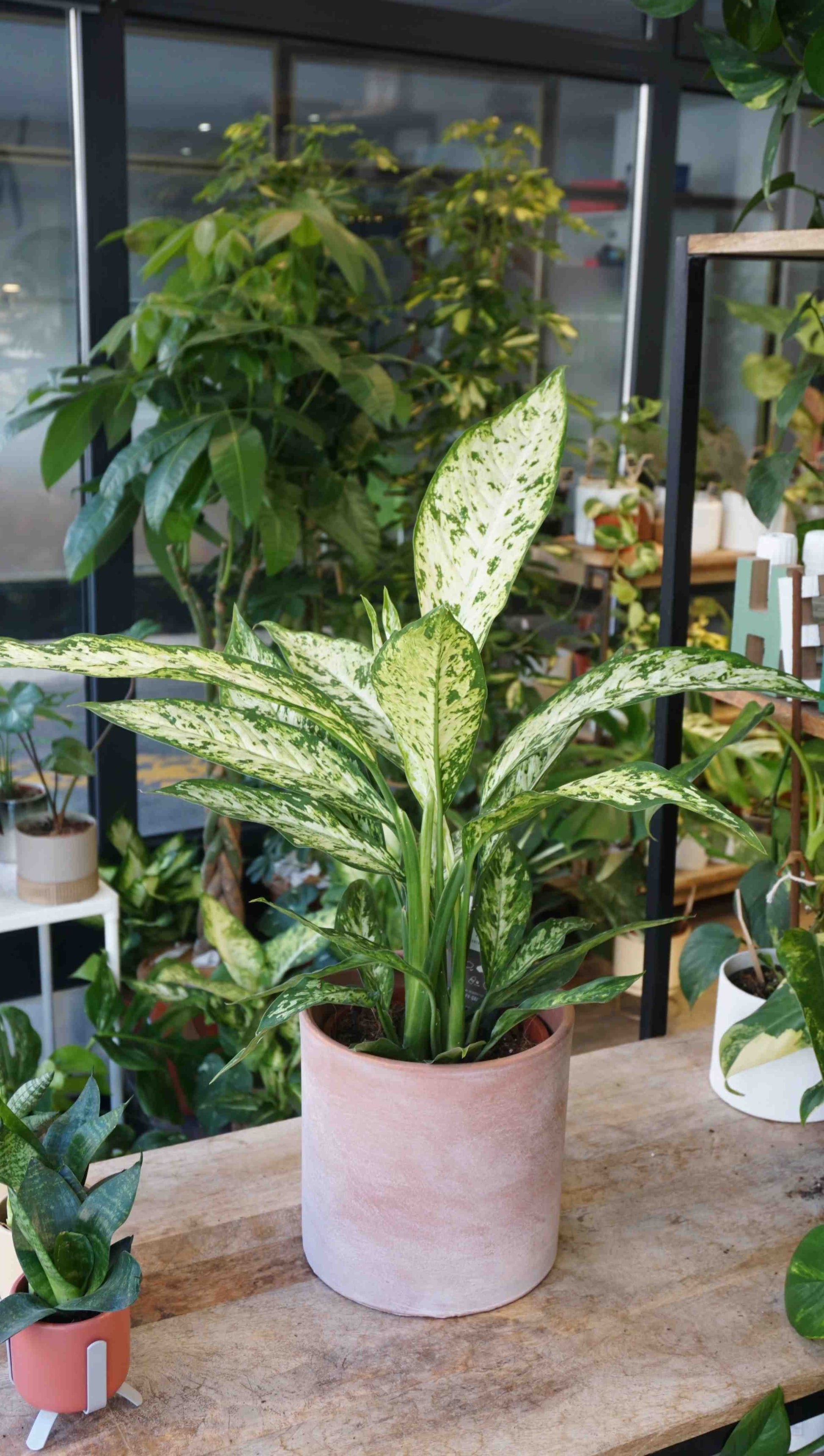 dieffenbachia pflanze Dieffenbachia Vesuvius | Pflegeleichte Zimmerpflanze