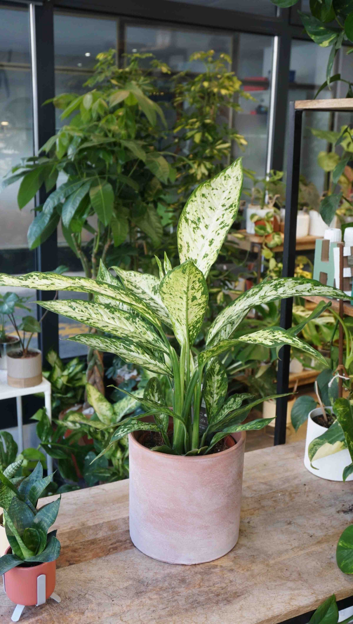 Dieffenbachia Vesuvius studio plantes rares jungle jardinerie strasbourg rare plant shop online pflanzen