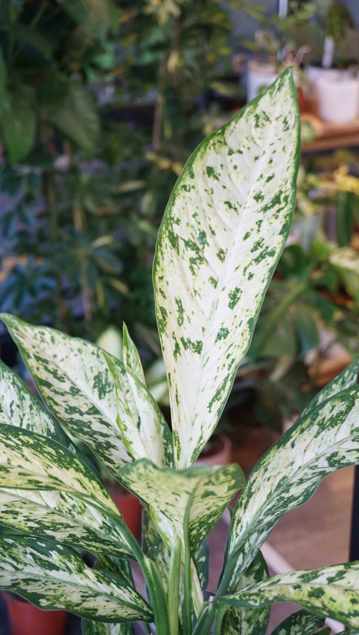 Dieffenbachia Vesuvius studio plantes rares jungle jardinerie strasbourg rare plant shop online pflanzen