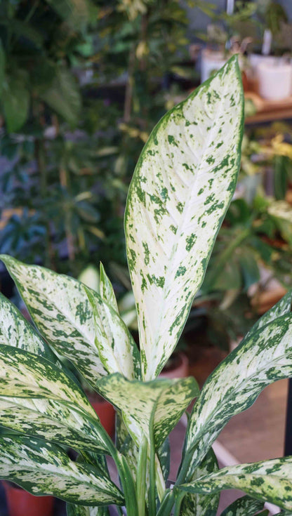 Dieffenbachia Vesuvius studio plantes rares jungle jardinerie strasbourg rare plant shop online pflanzen