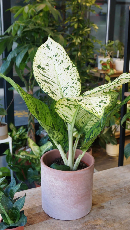 Dieffenbachia Snowflake studio plantes rares jungle jardinerie strasbourg rare plant shop online pflanzen