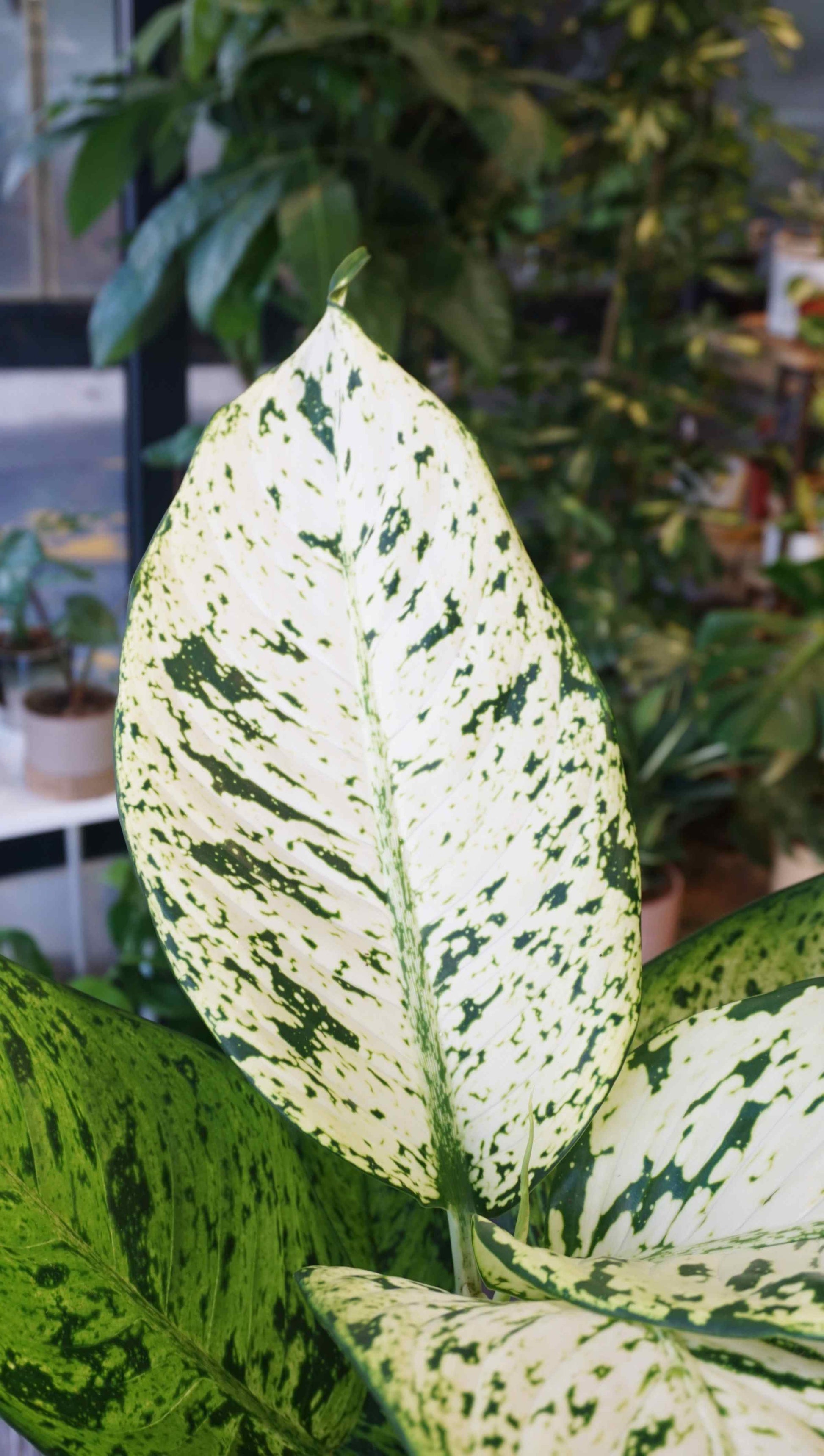 dieffenbachia rare Dieffenbachia Snowflake | Rare Indoor Plant