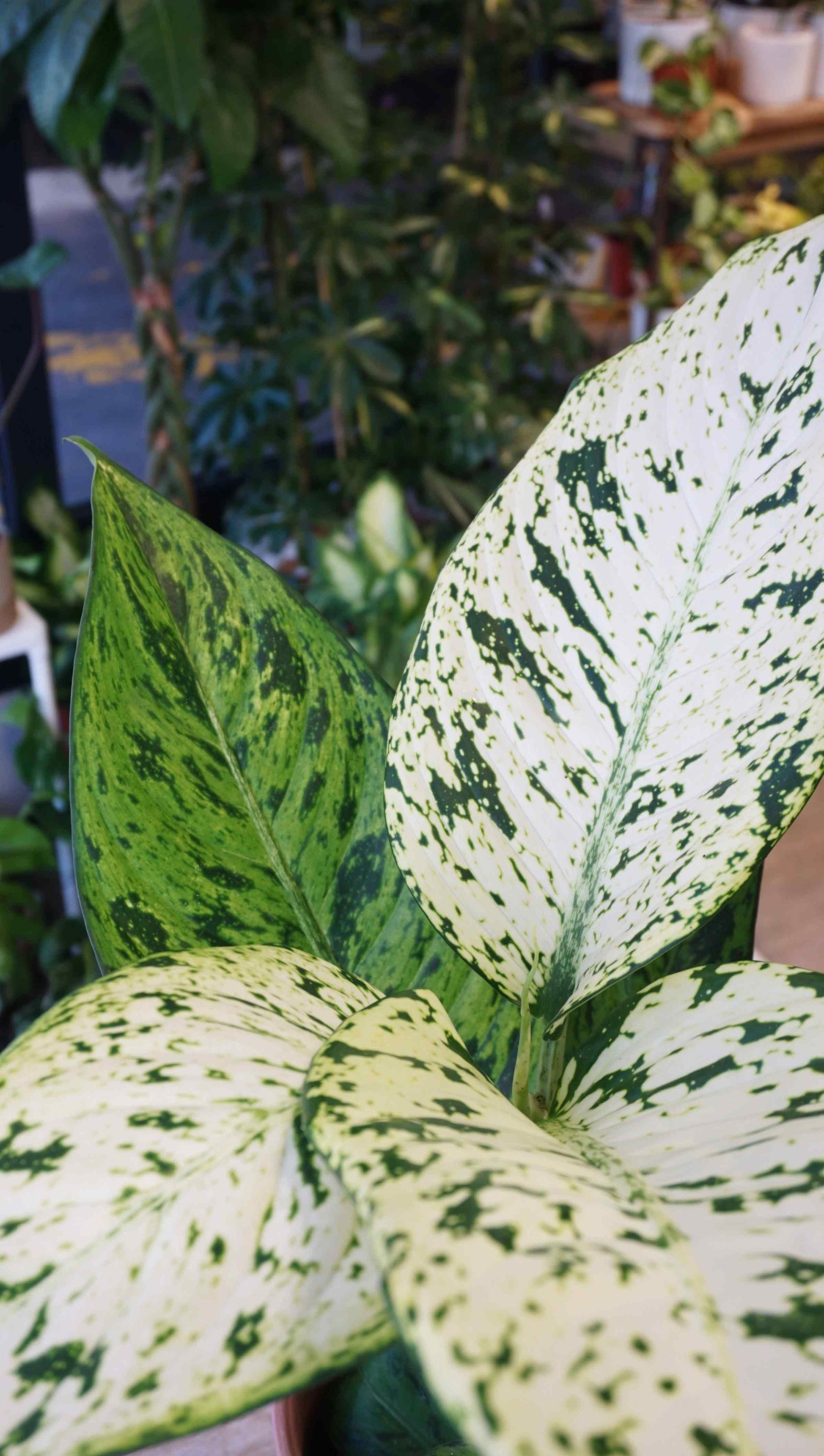 Dieffenbachia Snowflake studio plantes rares jungle jardinerie strasbourg rare plant shop online pflanzen