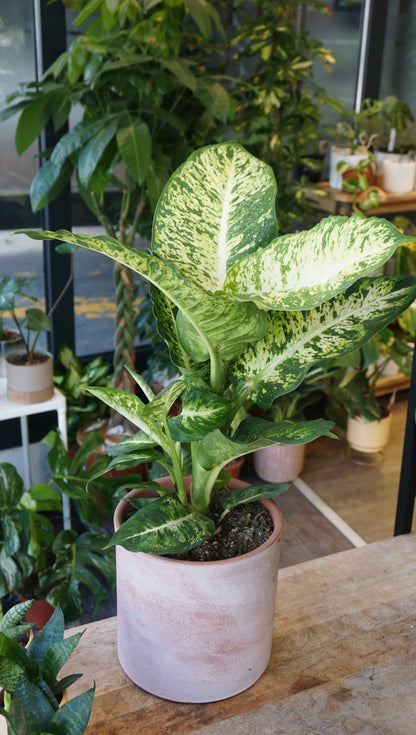 Dieffenbachia Mars studio plantes rares jungle jardinerie strasbourg rare plant shop online pflanzen