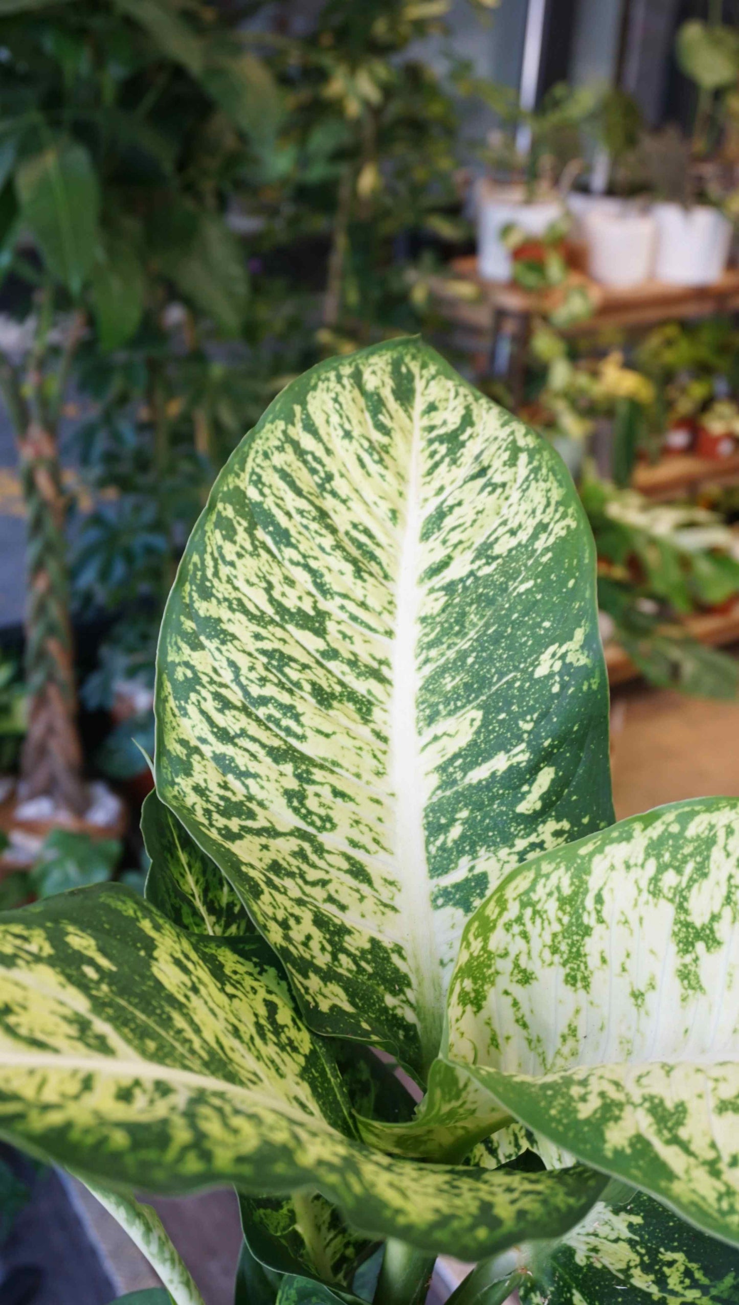 Dieffenbachia Mars studio plantes rares jungle jardinerie strasbourg rare plant shop online pflanzen leaf zoom