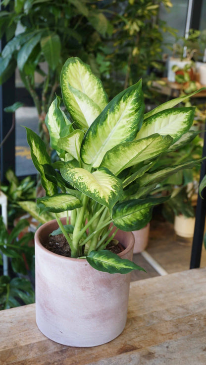 Dieffenbachia Camilla studio plantes rares jungle jardinerie strasbourg rare plant shop online pflanzen