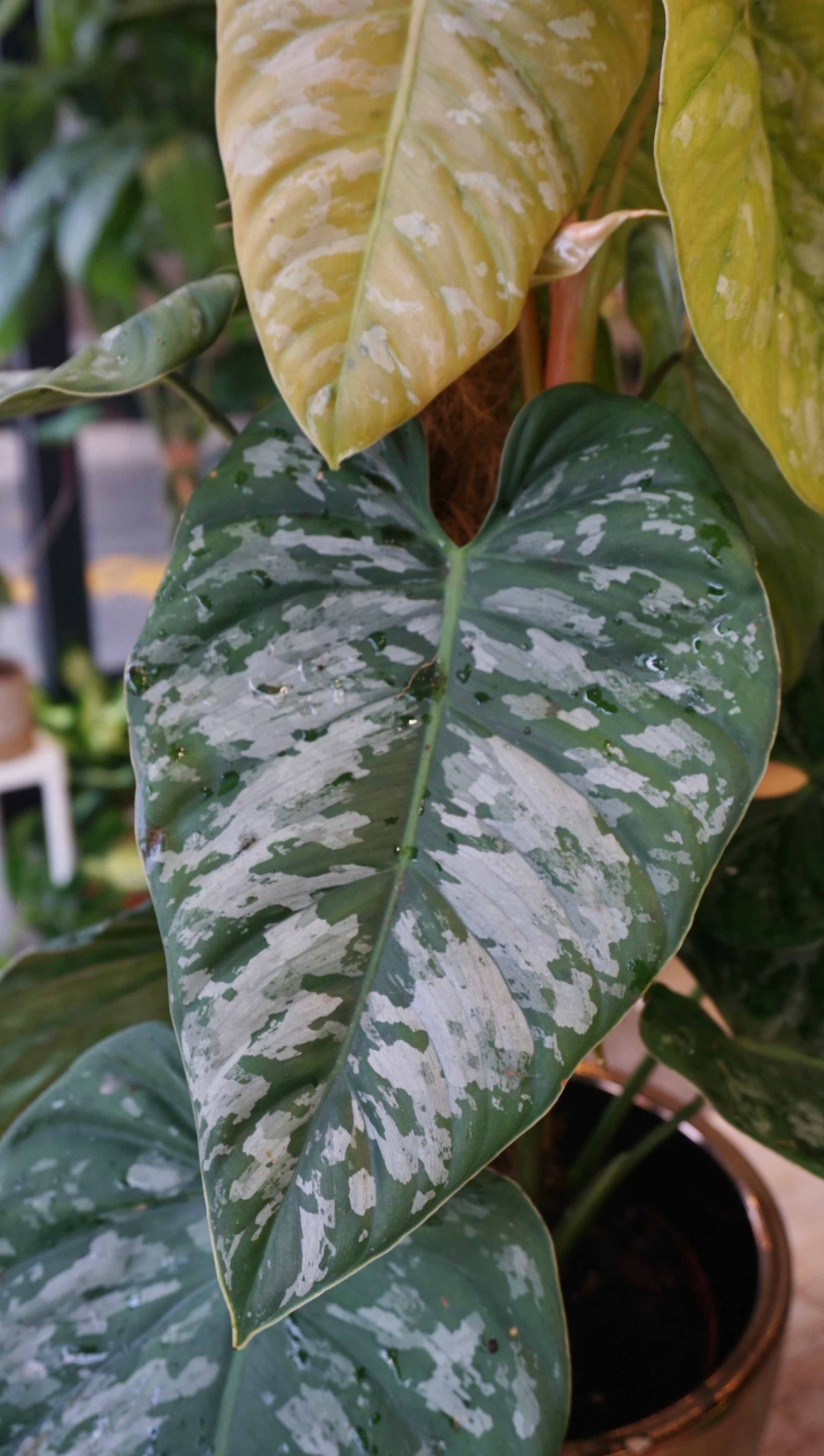 Philodendron Brandtianum Wild Form studio plantes rares jungle jardinerie strasbourg rare plant shop online pflanzen leaf zoom