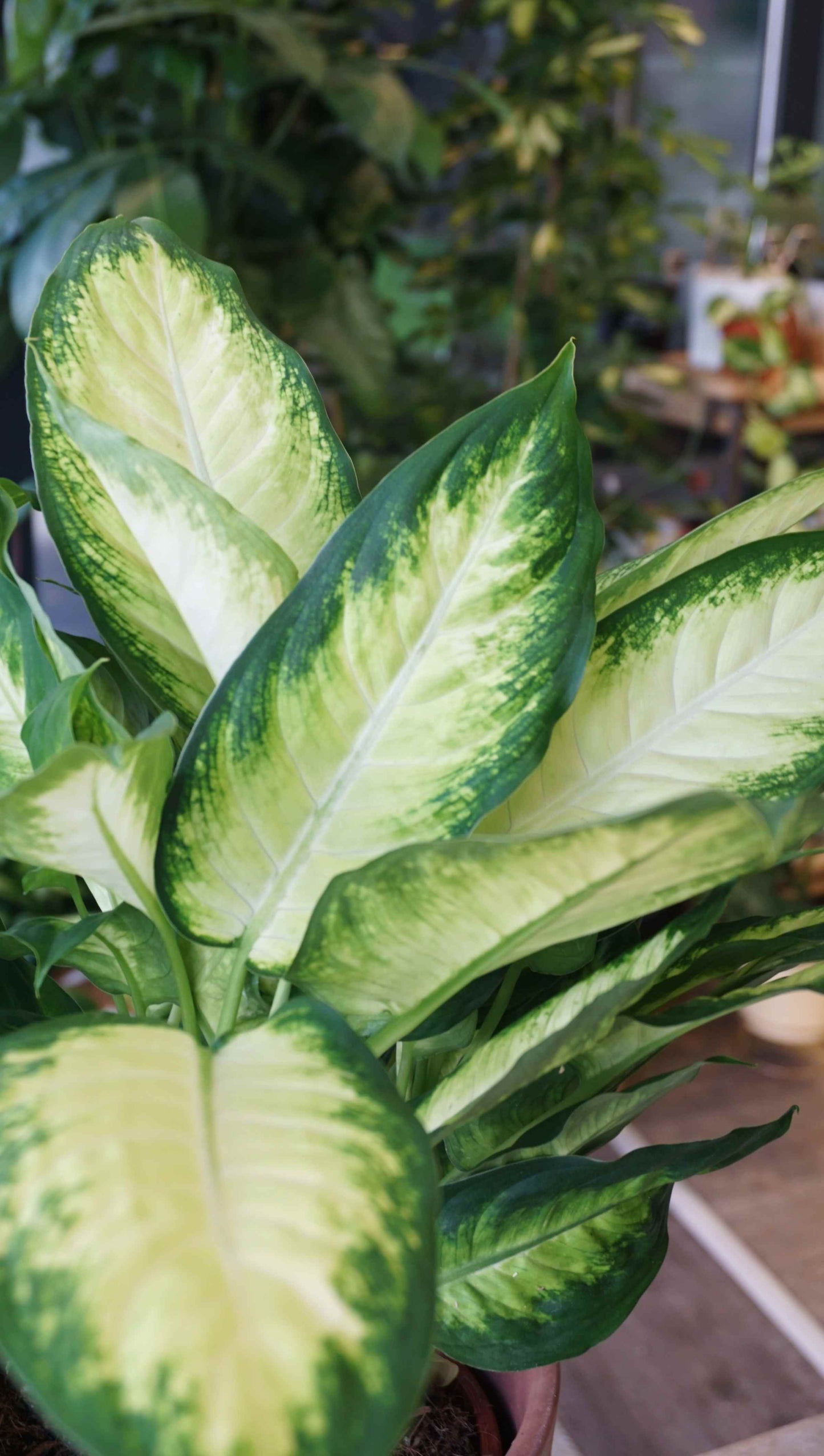 Dieffenbachia Camilla studio plantes rares jungle jardinerie strasbourg rare plant shop online pflanzen