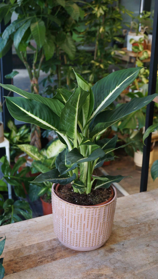 Dieffenbachia Green Magic studio plantes rares jungle jardinerie strasbourg rare plant shop online pflanzen