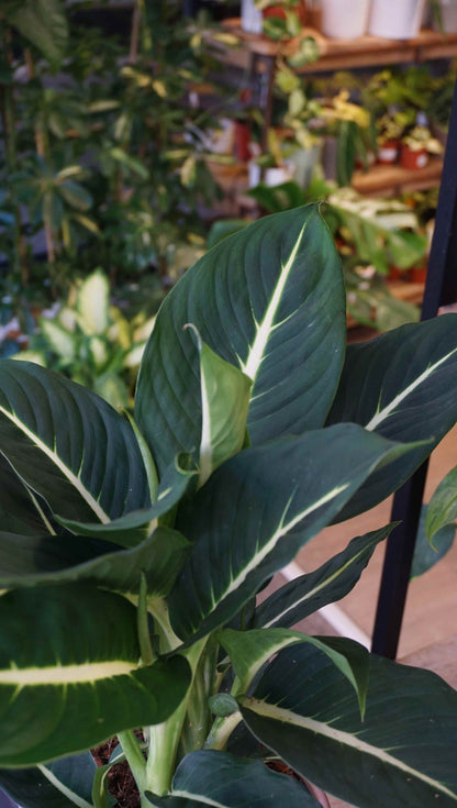 Dieffenbachia Green Magic studio plantes rares jungle jardinerie strasbourg rare plant shop online pflanzen leaf zoom