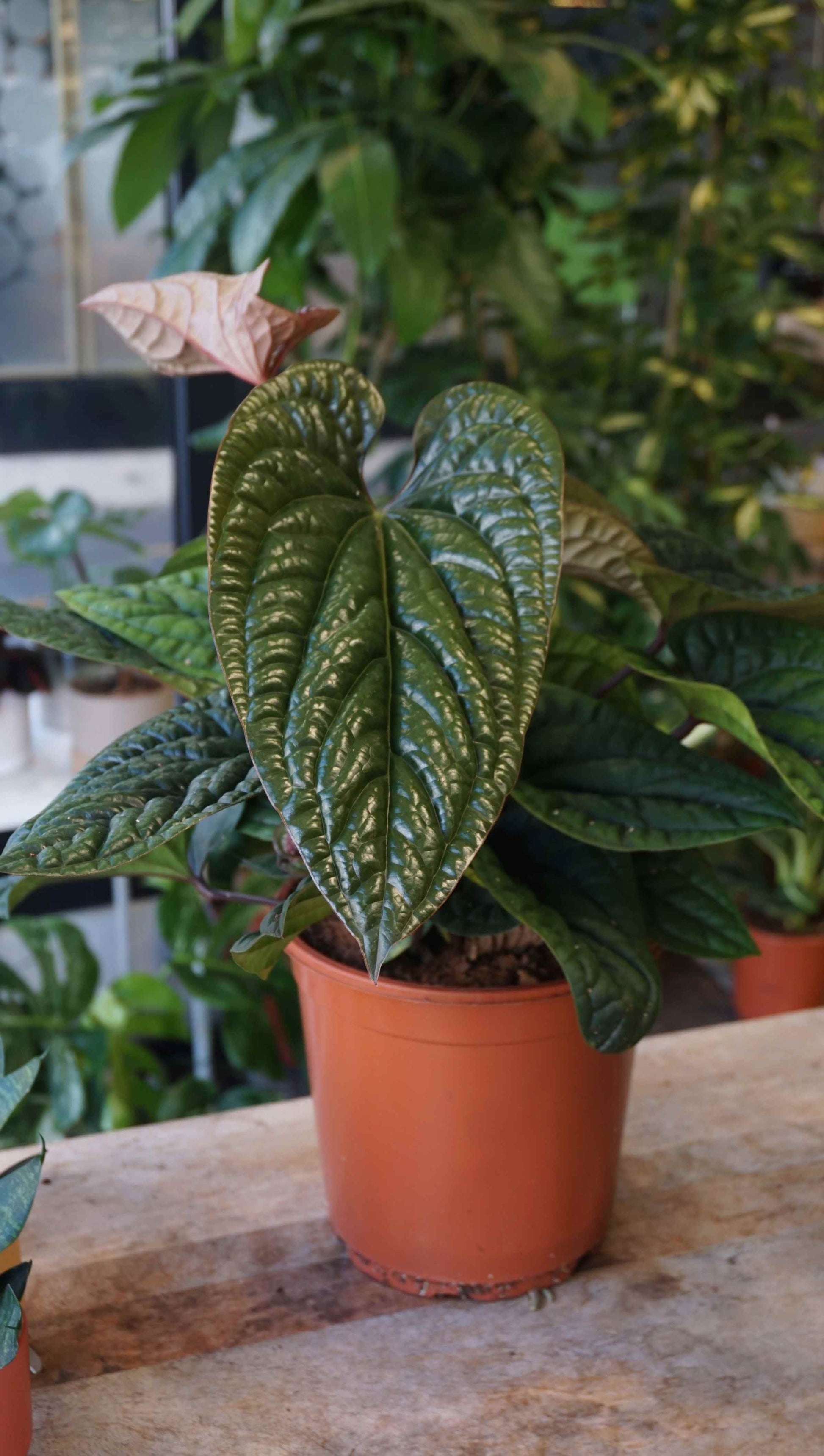 anthurium luxurians x radicans Anthurium Radicans x Luxurians – Studio Plantes