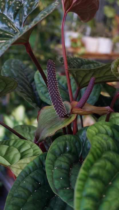 Anthurium Radicans x Luxurians studio plantes rares jungle jardinerie strasbourg rare plant shop online pflanzen