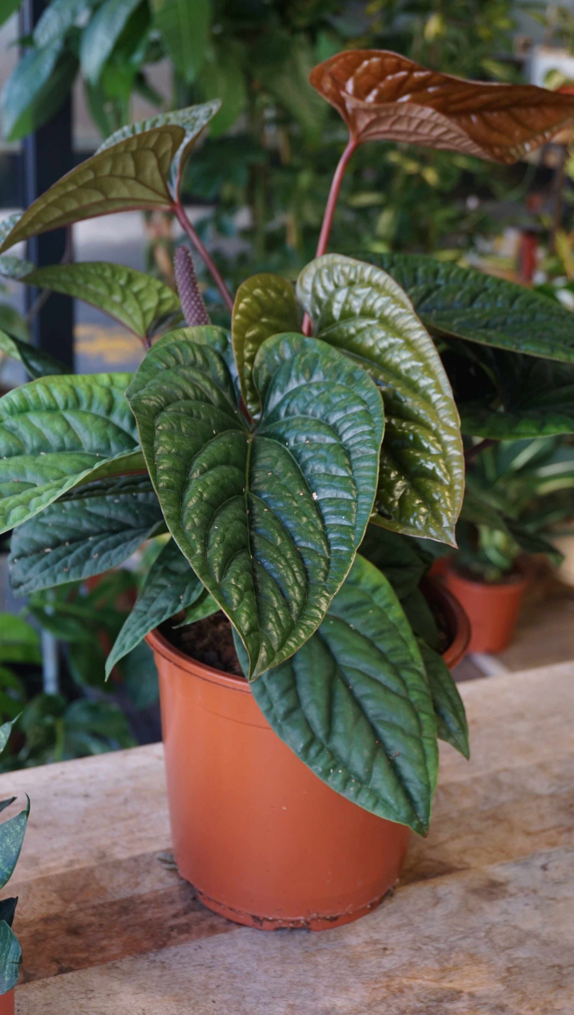 Anthurium Radicans x Luxurians studio plantes rares jungle jardinerie strasbourg rare plant shop online pflanzen