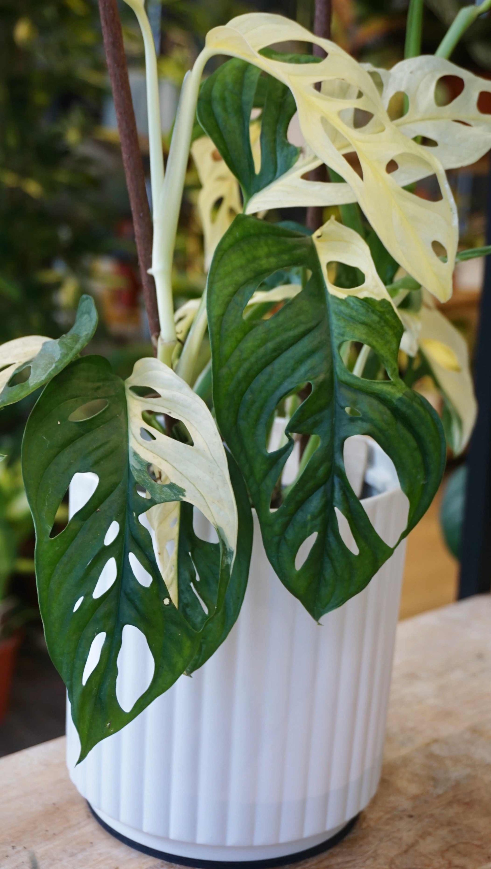 Monstera Adansonii Japanese Tricolore Studio plantes rares jungle jardinerie strasbourg rare plant shop online pflanzen