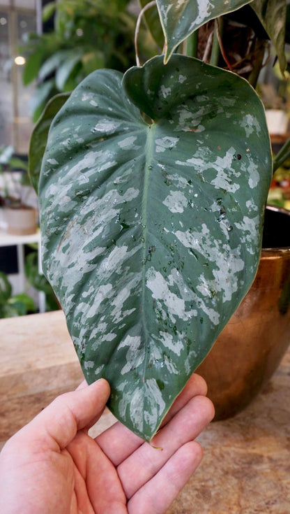 Philodendron Brandtianum Wild Form studio plantes rares jungle jardinerie strasbourg rare plant shop online pflanzen with hand for size