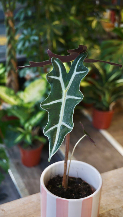 Alocasia Nobilis studio plantes rares jungle jardinerie strasbourg rare plant shop online pflanzen