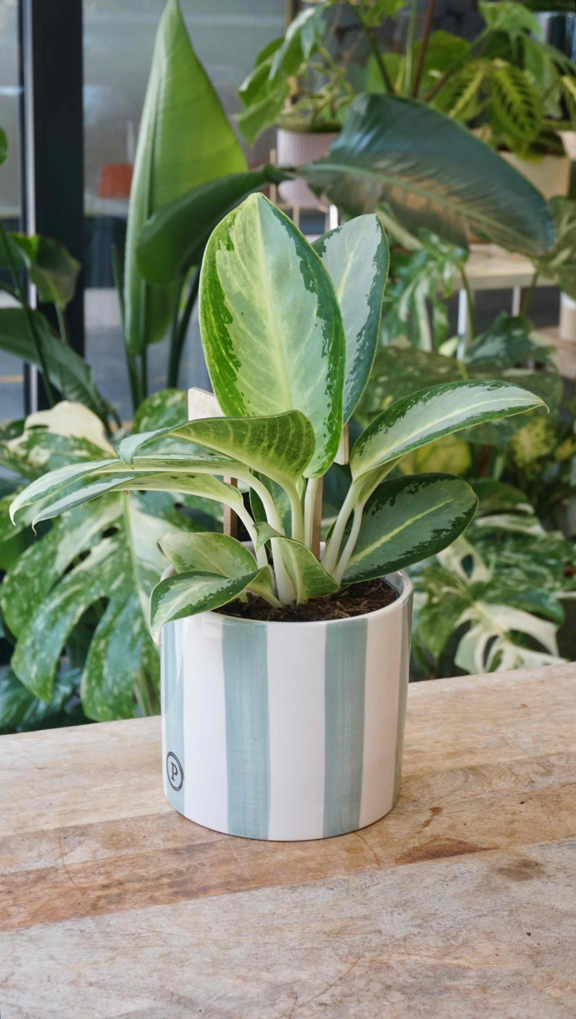silver aglaonema plant Aglaonema Silver Blue – Studio Plantes