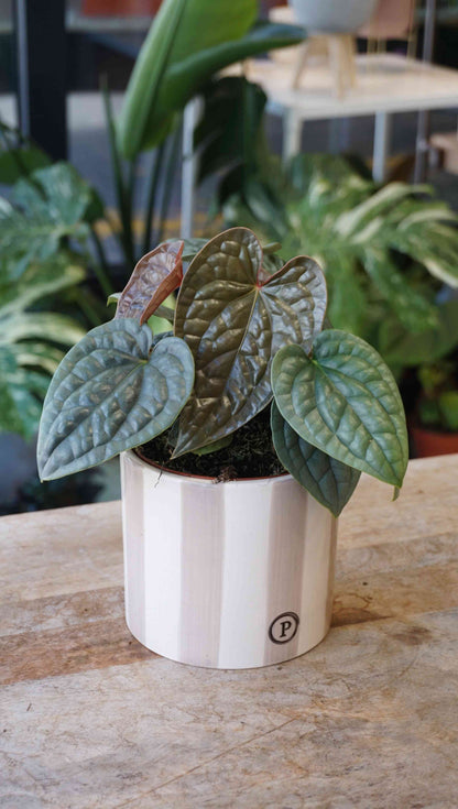 anthurium luxurians platinum Anthurium Luxurians M – Studio Plantes