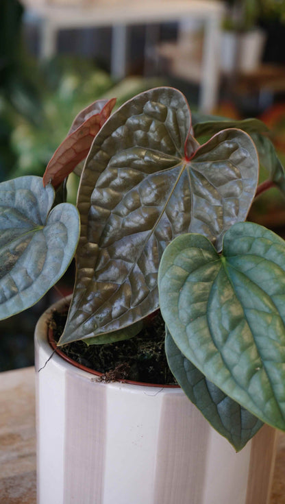 anthurium luxurians platinum Anthurium Luxurians M – Studio Plantes