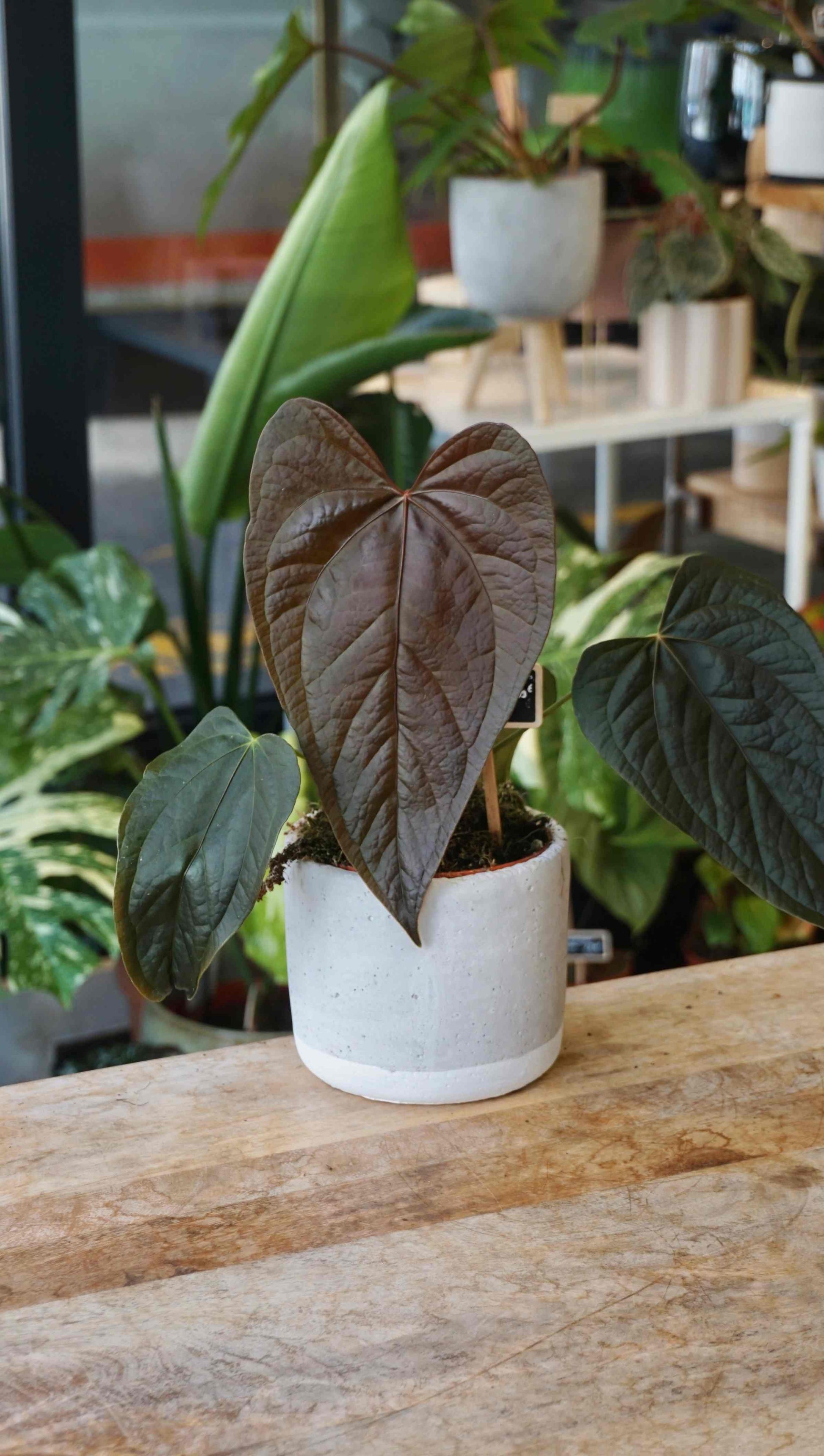 anthurium queen of hearts for sale Anthurium Queen of Hearts – Studio Plantes
