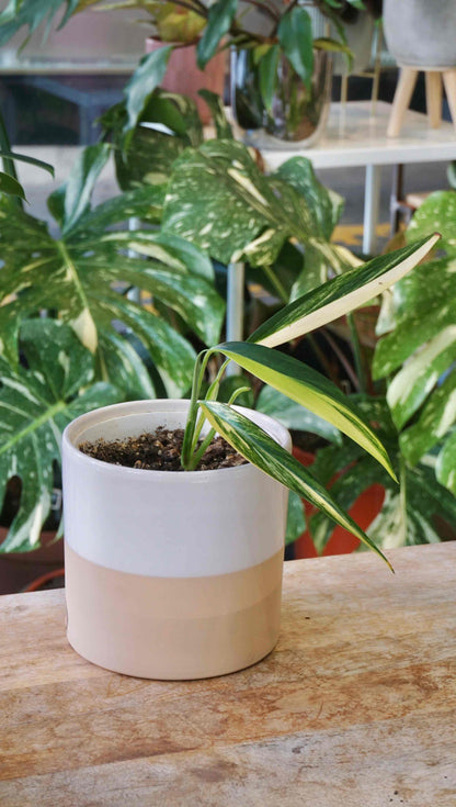 Epipremnum Aureum | Pianta Resistente da Appendere per Interni | Potos Pianta d'Appartamento Epipremnum Aureum | Pianta Resistente da Appendere per Interni | Potos Pianta d'Appartamento