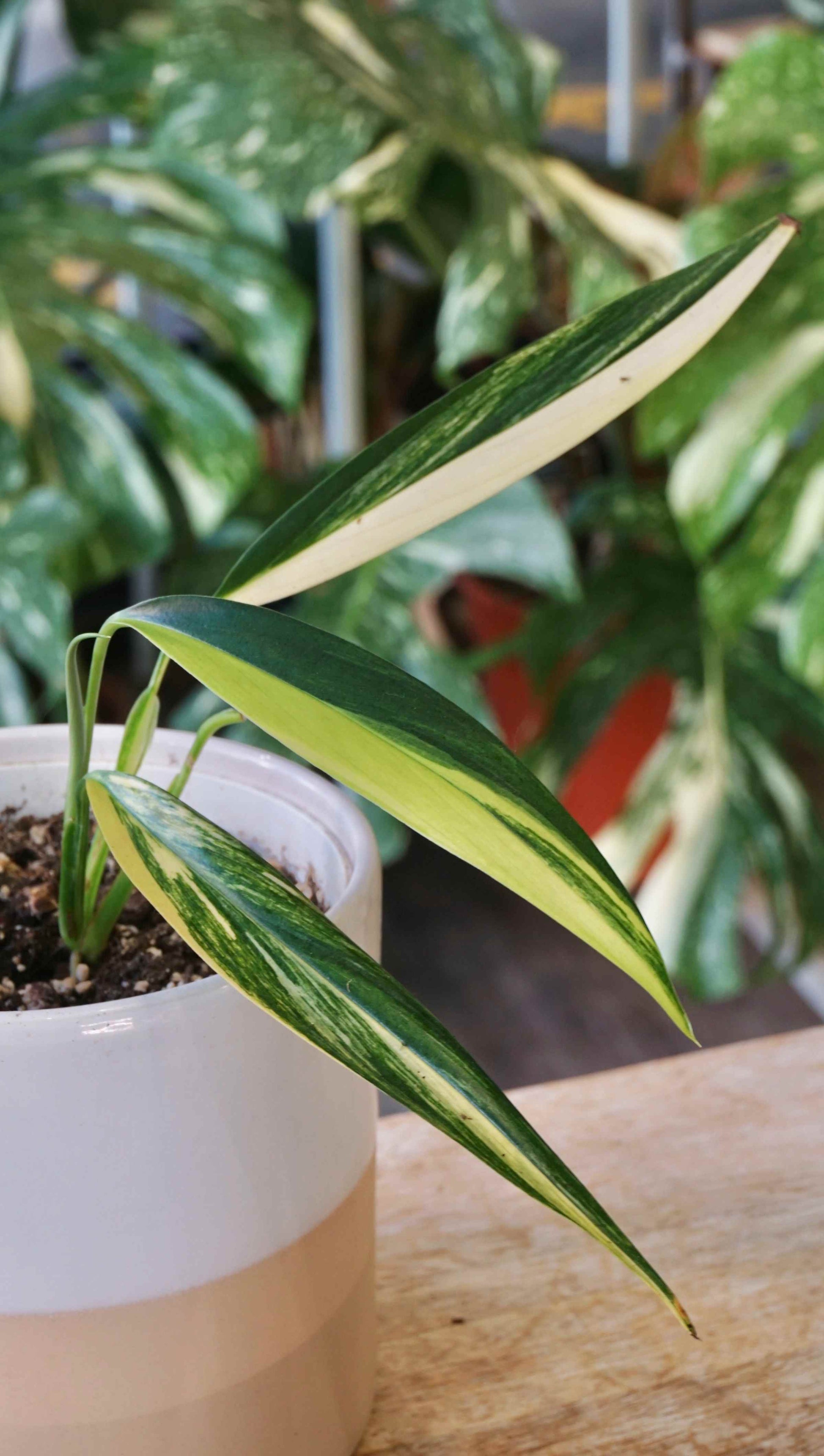 philodendron amplissimum Epipremnum Amplissimum Variegata | Rare Plant