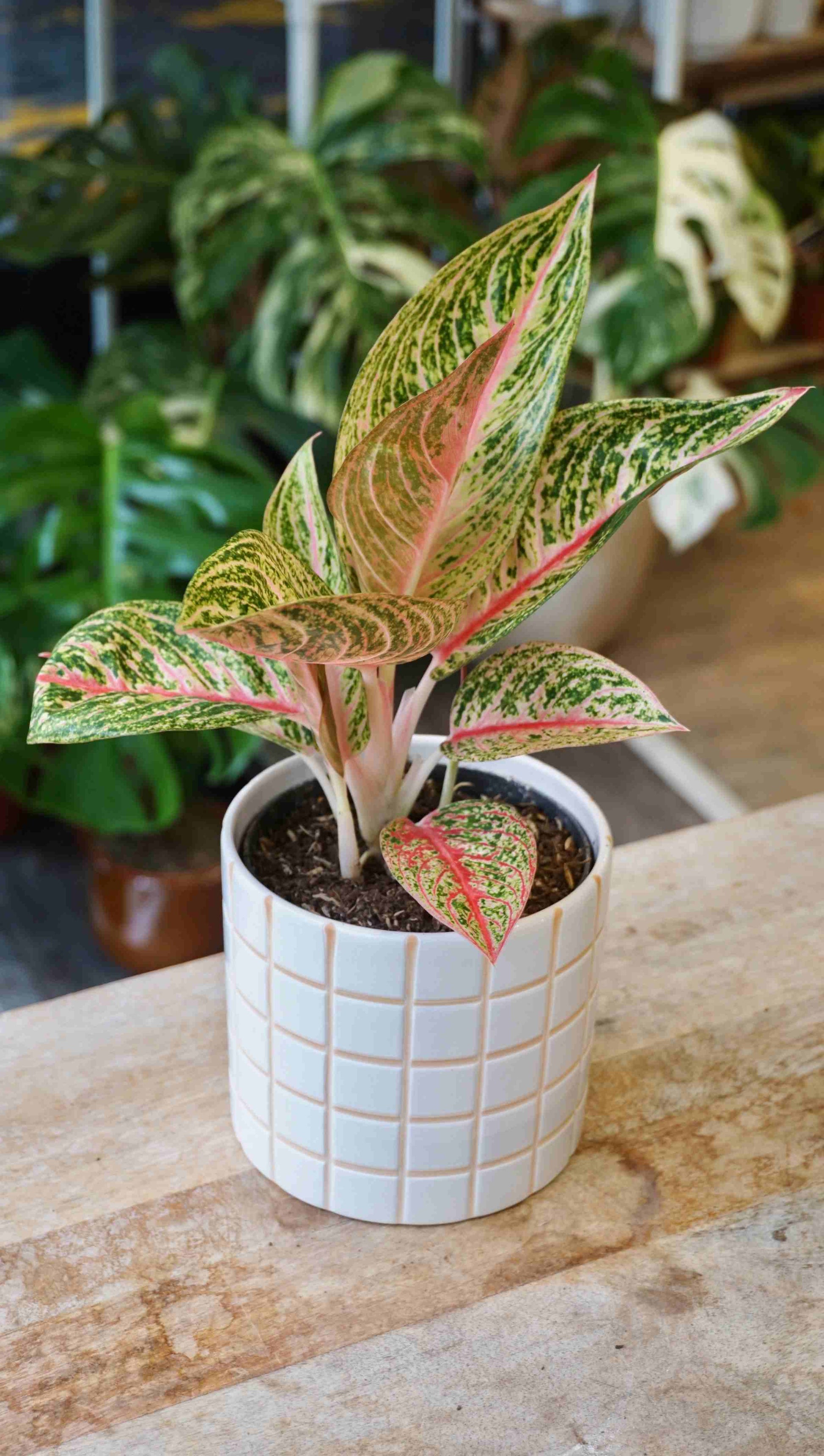 Aglaonema Romance Red studio plantes rares jungle jardinerie strasbourg rare plant shop online pflanzen