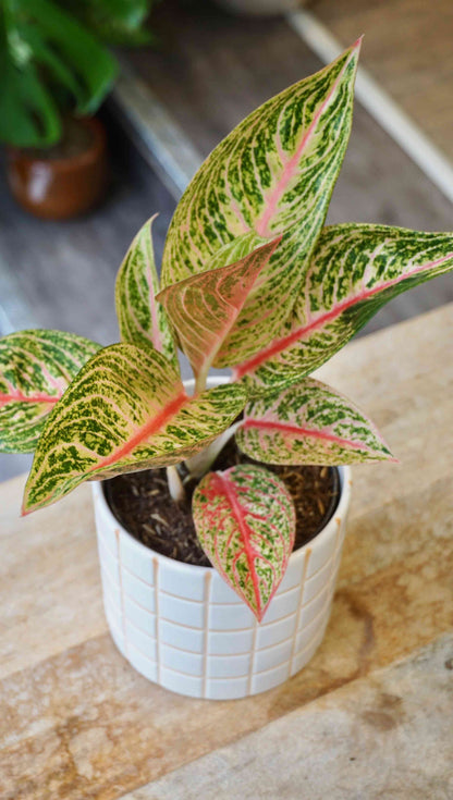 Aglaonema Romance Red studio plantes rares jungle jardinerie strasbourg rare plant shop online pflanzen
