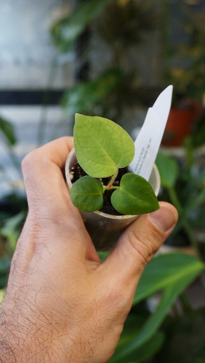 Anthurium Molly by Young Botanist