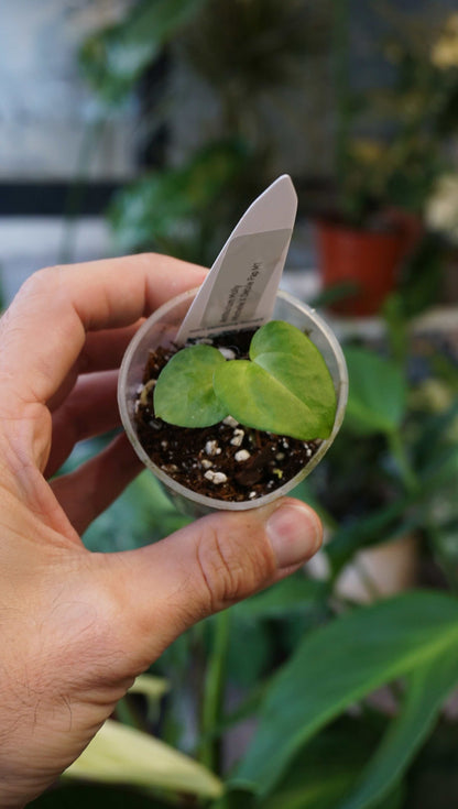 Anthurium Molly by Young Botanist