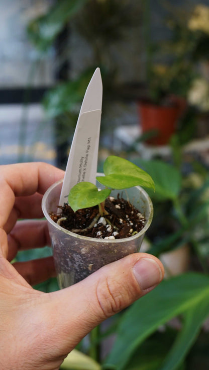 Anthurium Molly by Young Botanist