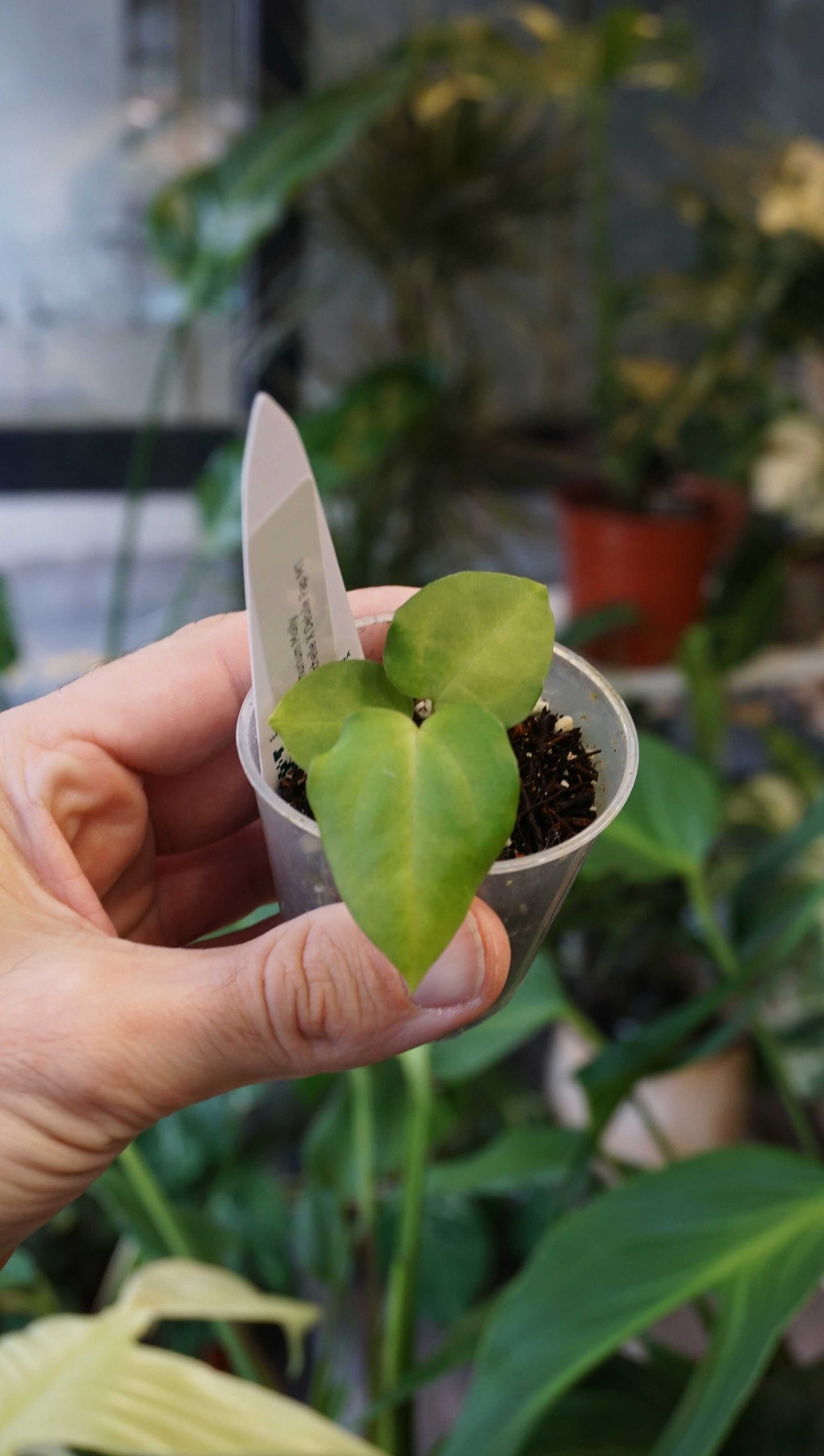 Anthurium Molly by Young Botanist