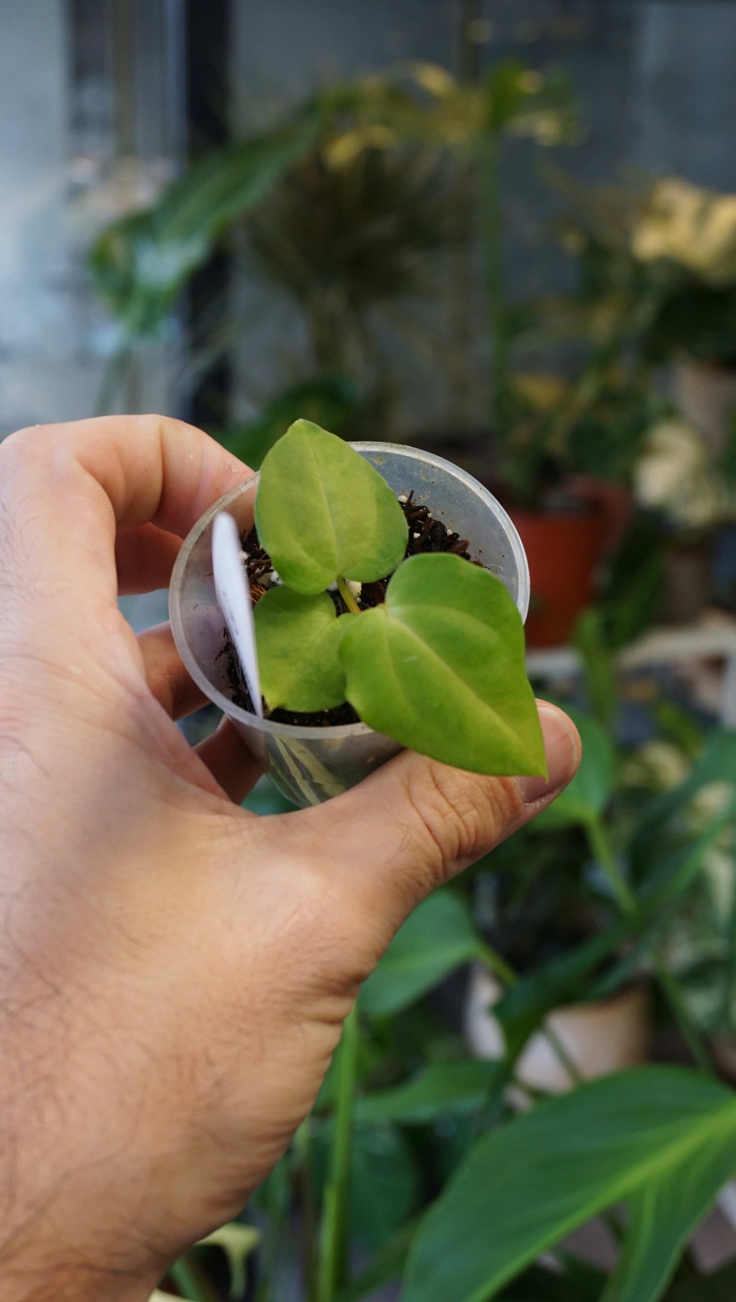 Anthurium Molly by Young Botanist