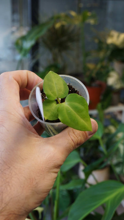 Anthurium Molly by Young Botanist
