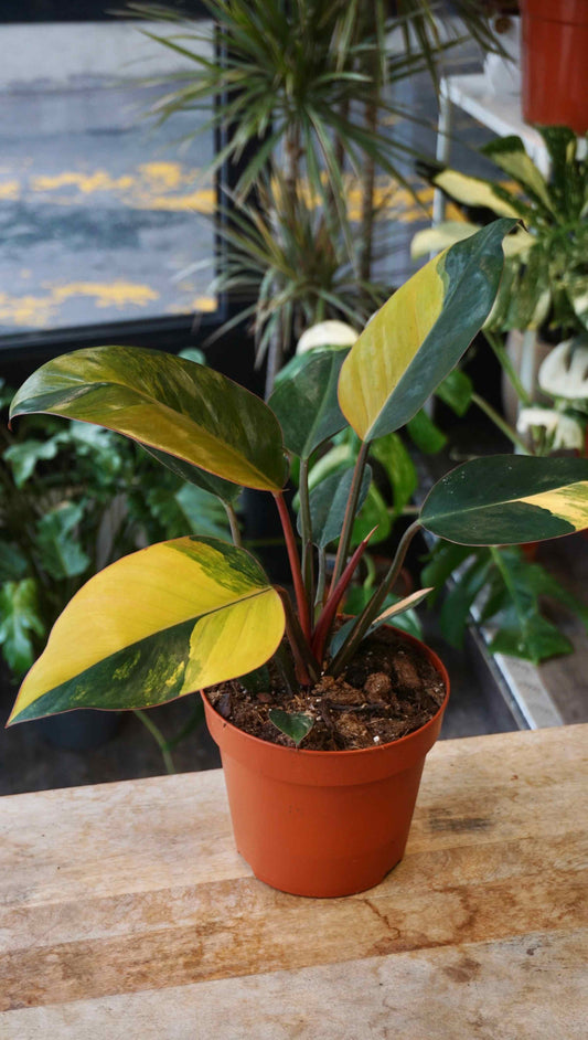 Philodendron Red Congo Variegata studio plantes rares jungle jardinerie strasbourg rare plant shop online pflanzen