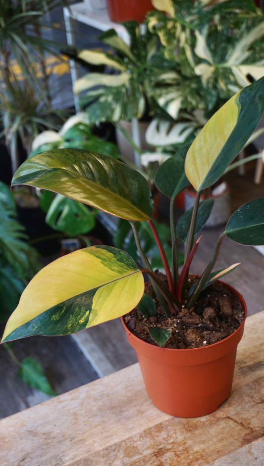 Philodendron Red Congo Variegata studio plantes rares jungle jardinerie strasbourg rare plant shop online pflanzen