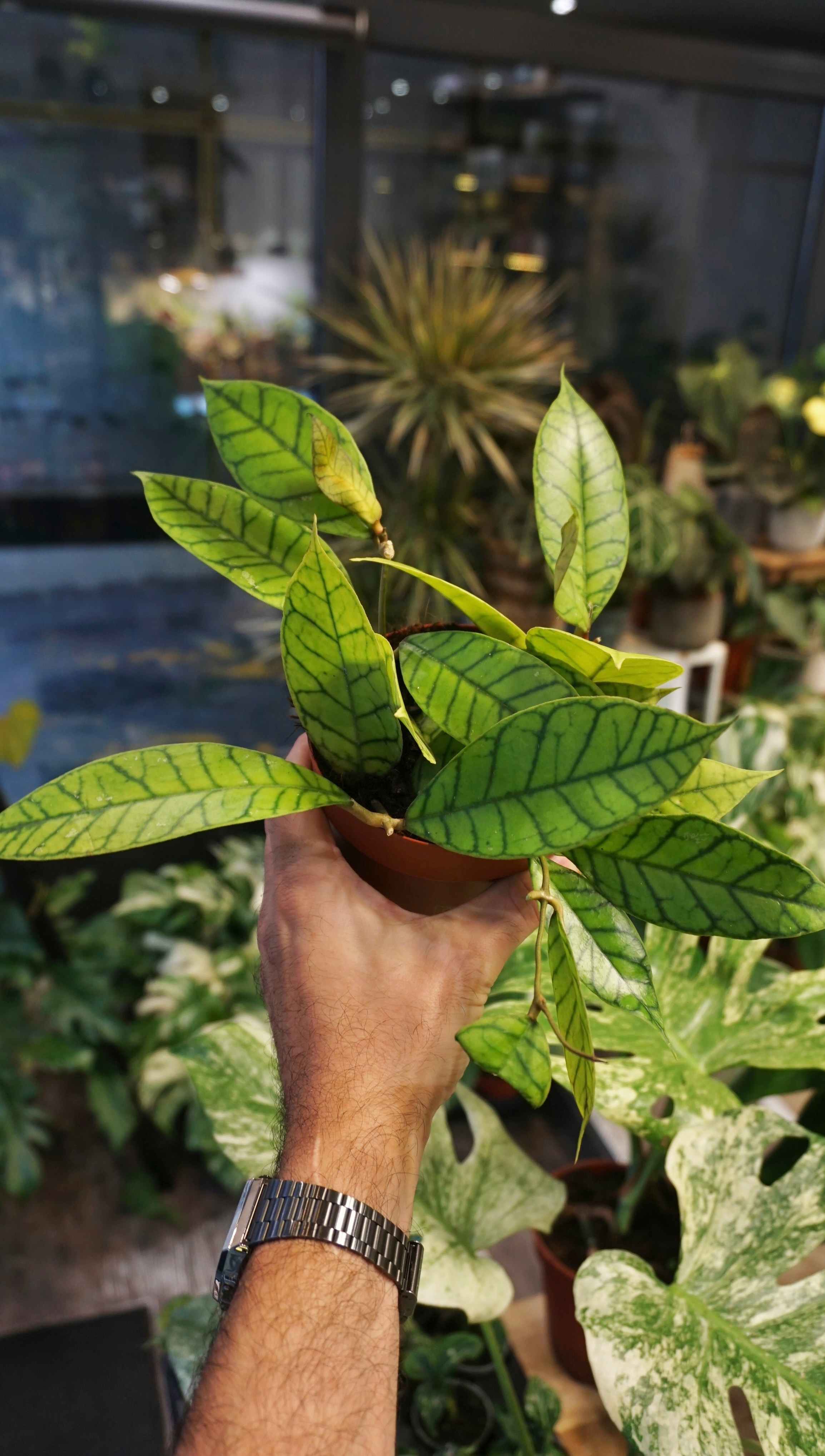 Hoya Callistophylla – Studio Plantes
