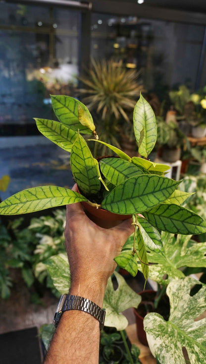 hoya callistophylla studio plantes rares jungle jardinerie strasbourg rare plant shop online pflanzen
