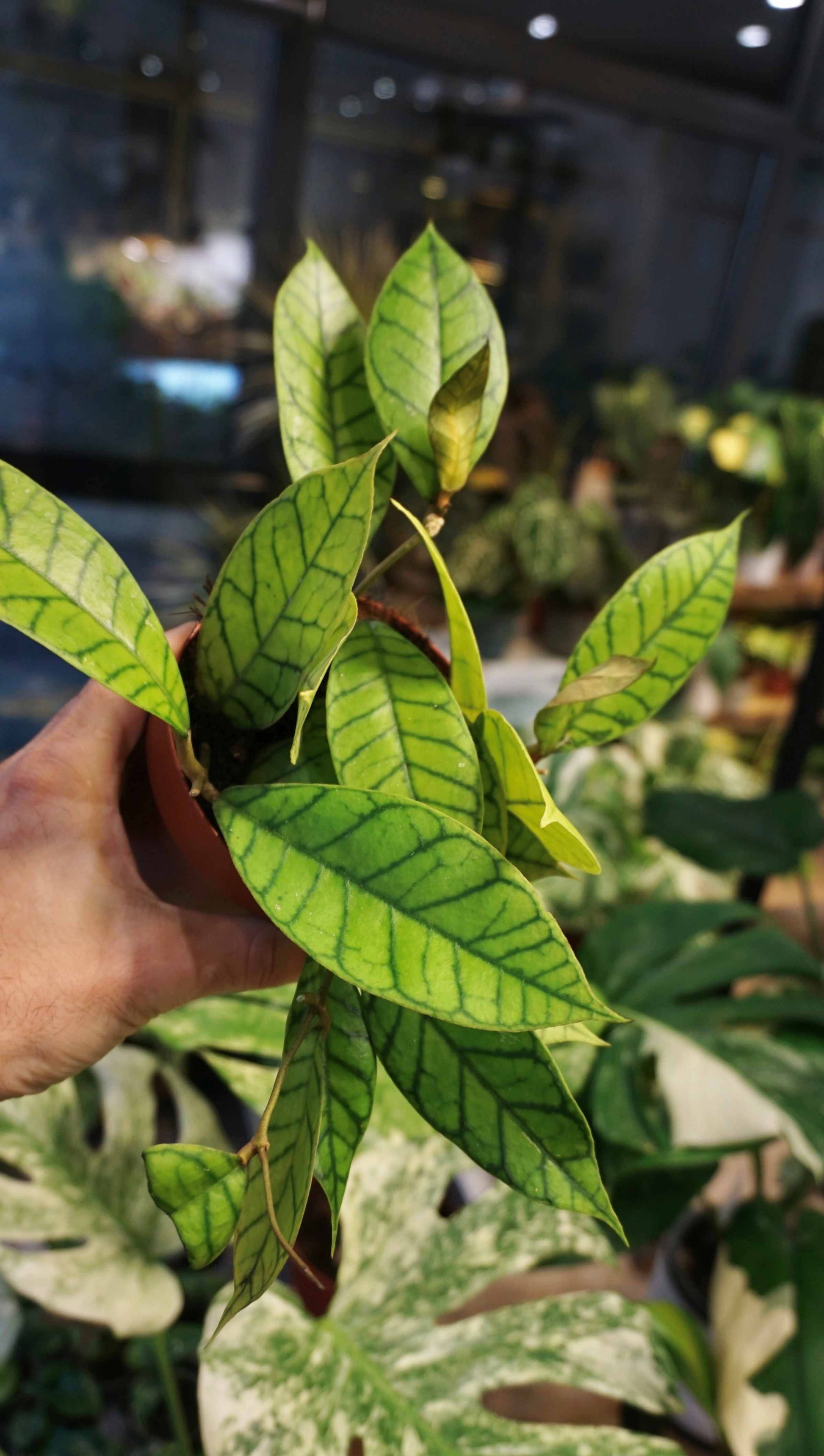 hoya callistophylla studio plantes rares jungle jardinerie strasbourg rare plant shop online pflanzen
