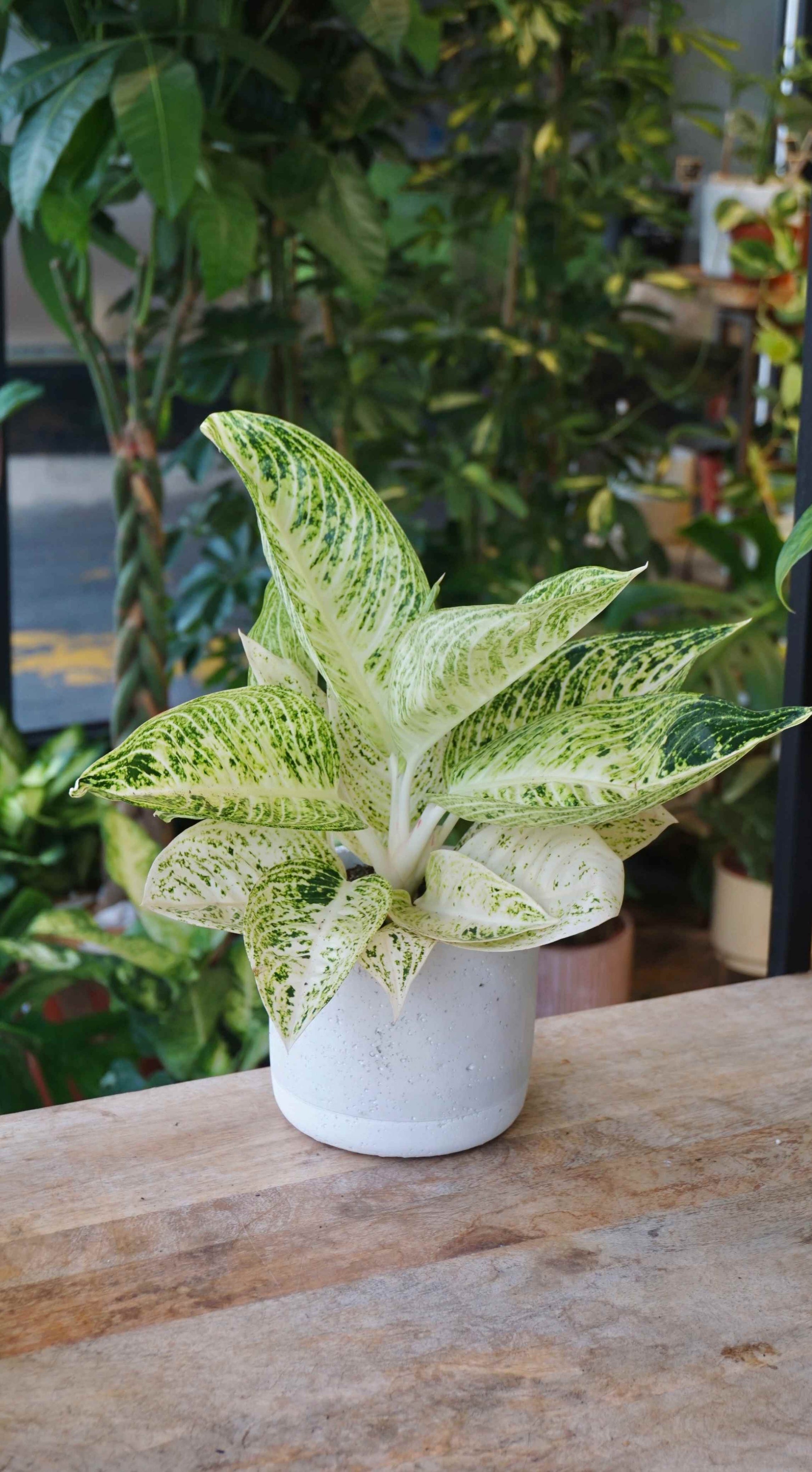 Aglaonema Polar Springtime studio plantes rares jungle jardinerie strasbourg rare plant shop online pflanzen