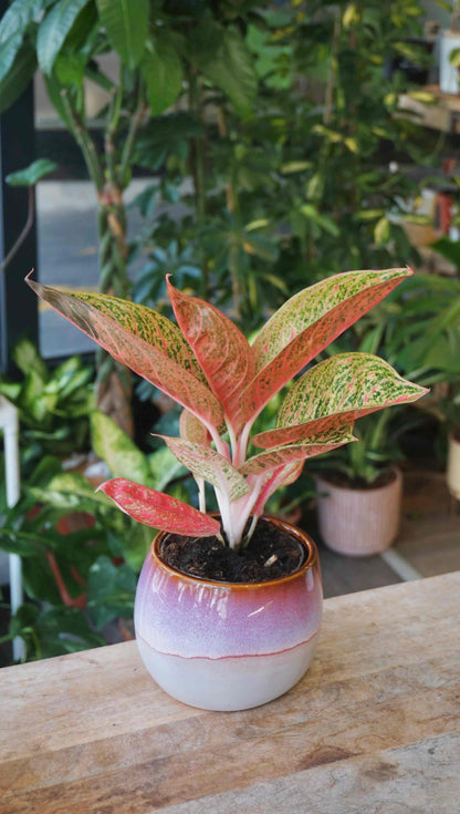 Aglaonema Romance Red studio plantes rares jungle jardinerie strasbourg rare plant shop online pflanzen