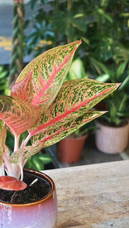 Aglaonema Romance Red studio plantes rares jungle jardinerie strasbourg rare plant shop online pflanzen