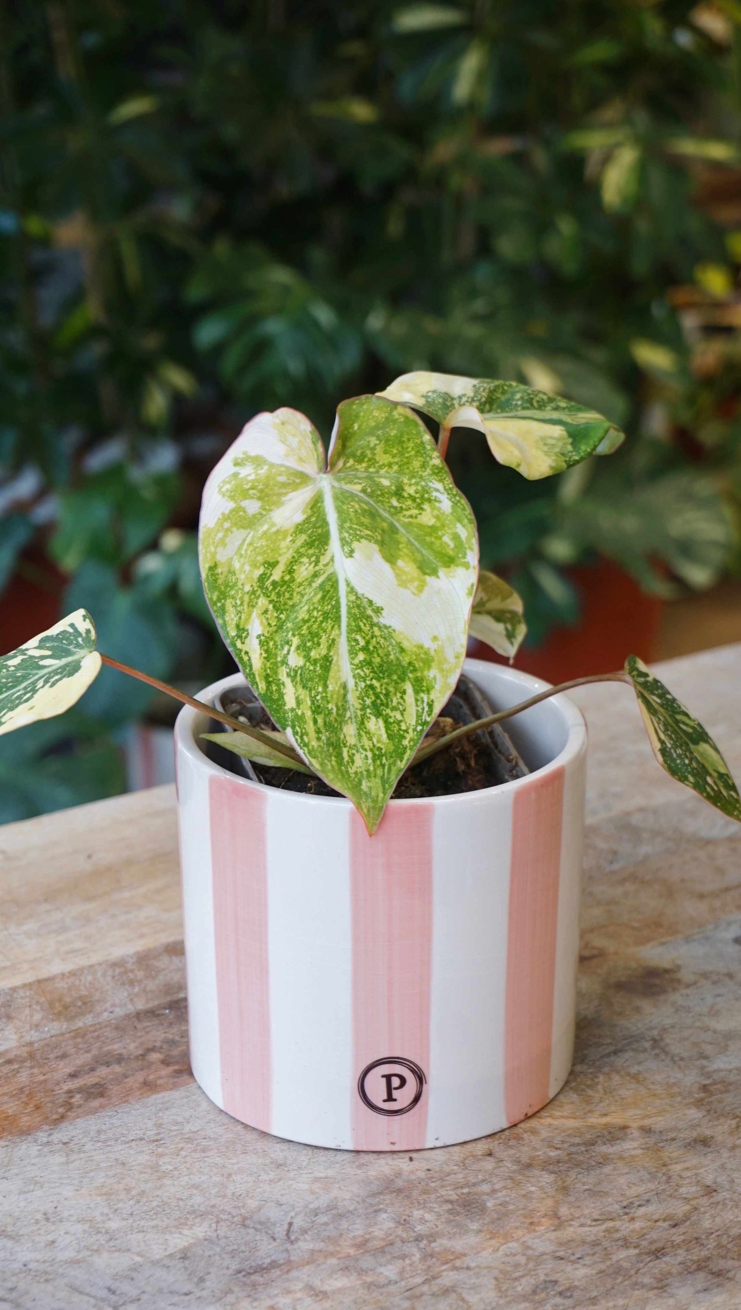 Philodendron Gloriosum variegata Tricolore studio plantes rares jungle jardinerie strasbourg rare plant shop online pflanzen