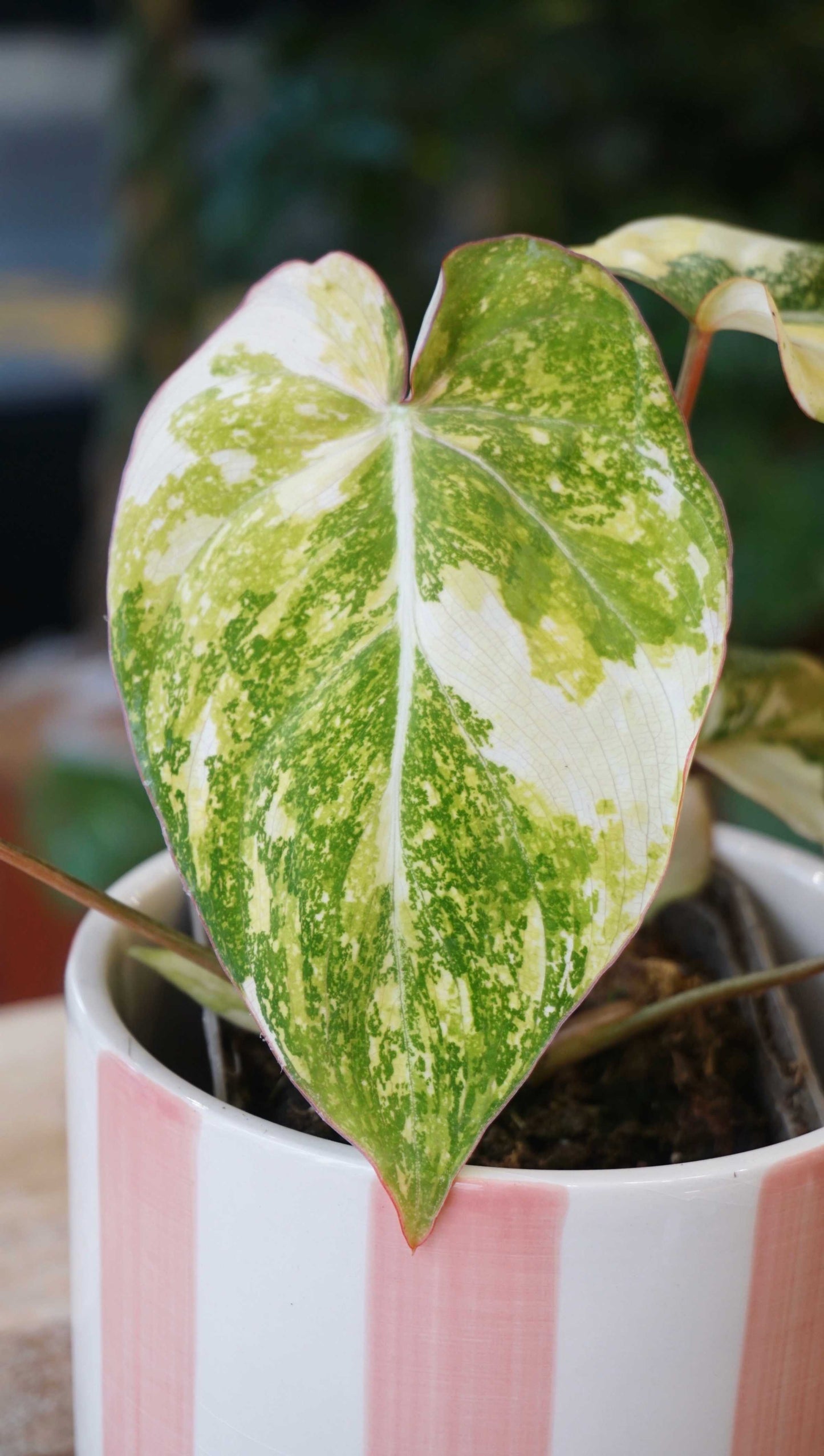 Philodendron Gloriosum variegata Tricolore studio plantes rares jungle jardinerie strasbourg rare plant shop online pflanzen leaf zoom