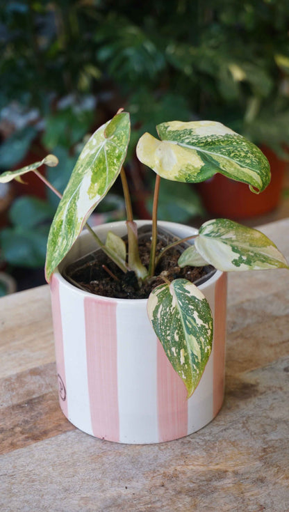 Philodendron Gloriosum variegata Tricolore studio plantes rares jungle jardinerie strasbourg rare plant shop online pflanzen side angle