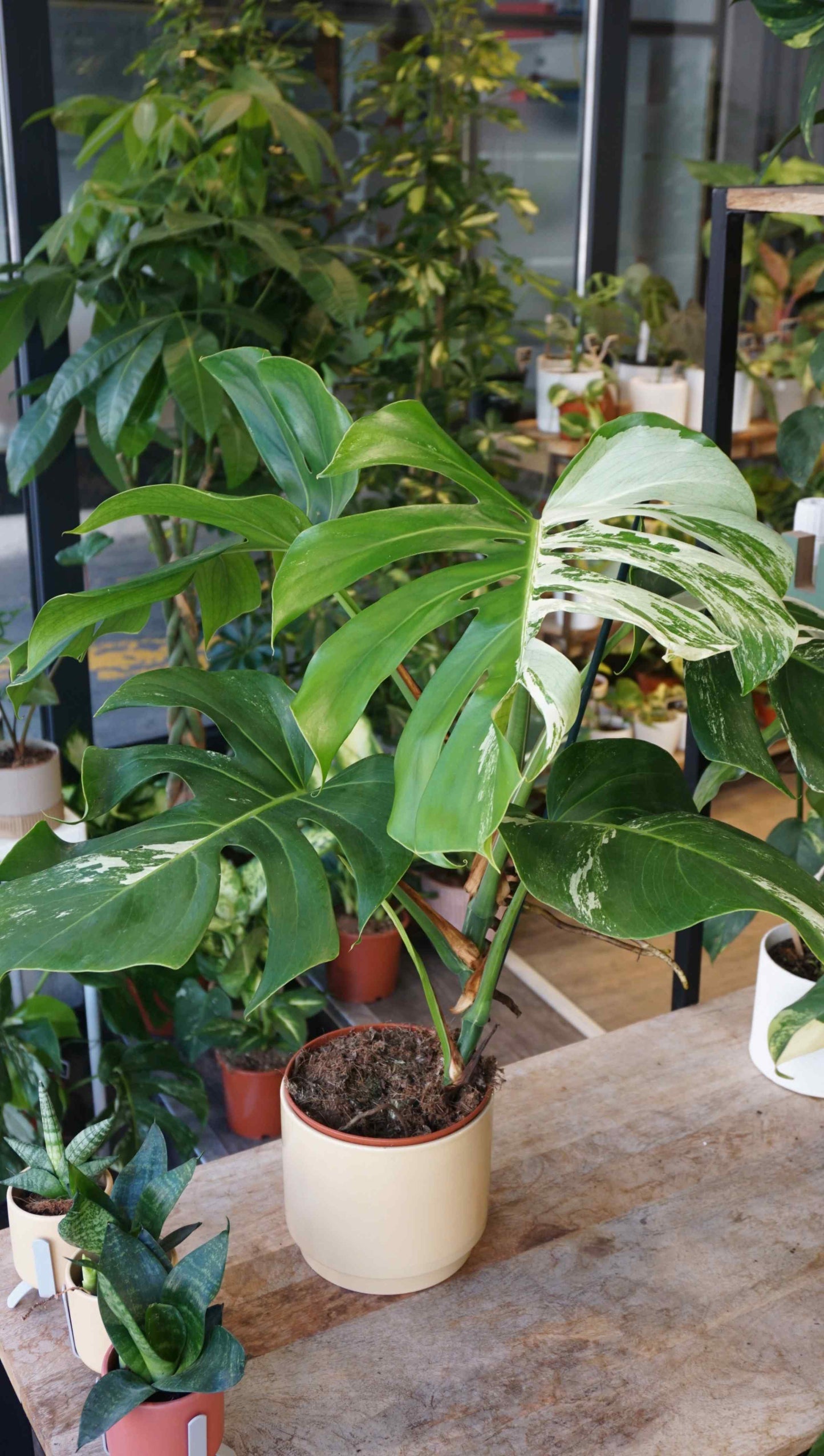 Monstera Variegata