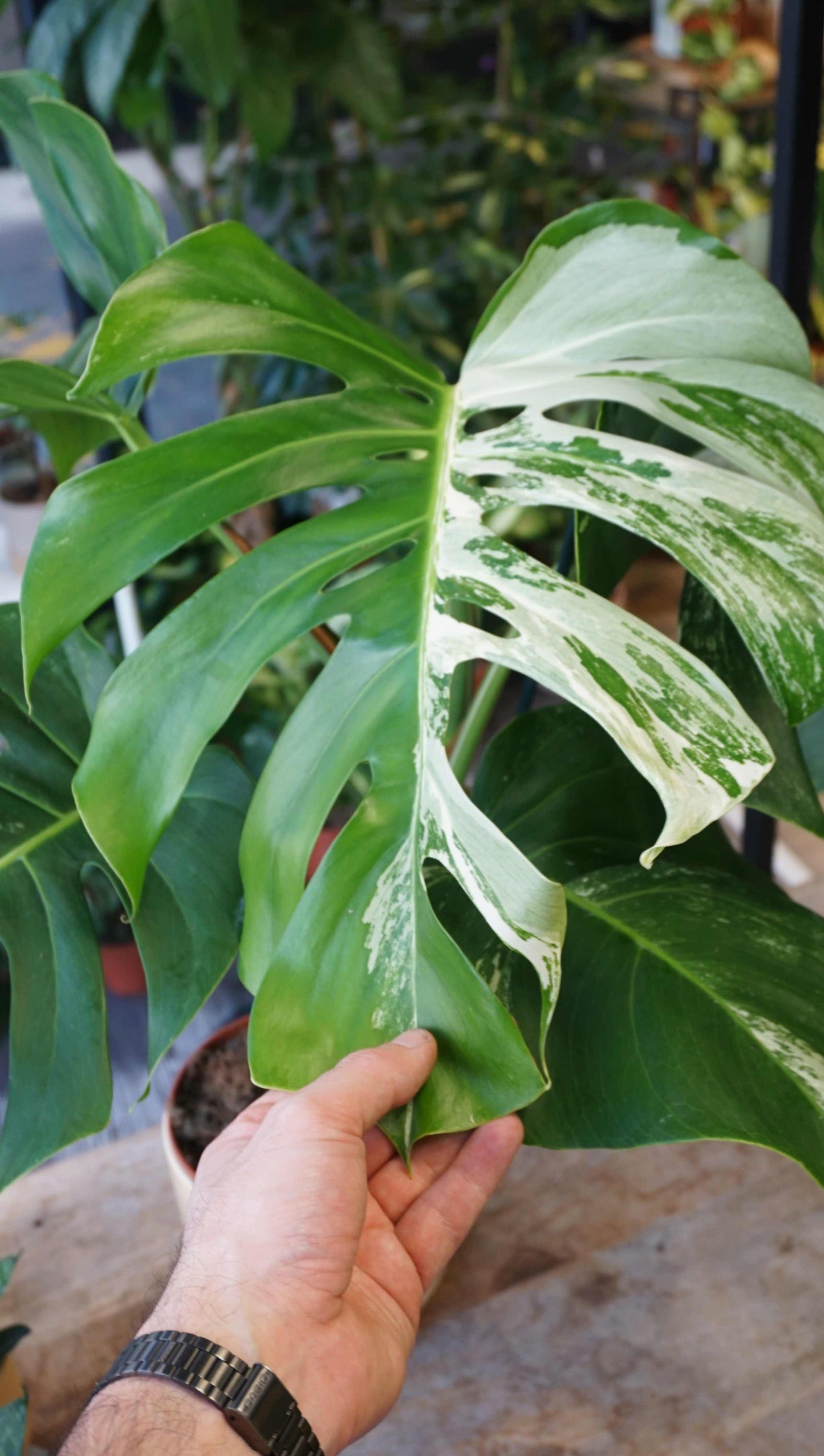 Monstera Variegata