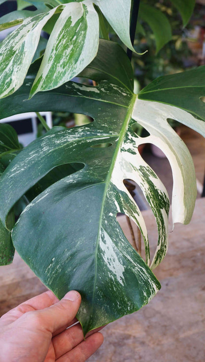 Monstera Variegata